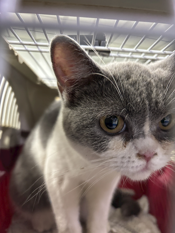 臺南市動物之家善化站,編號:424853, 英國短毛貓               