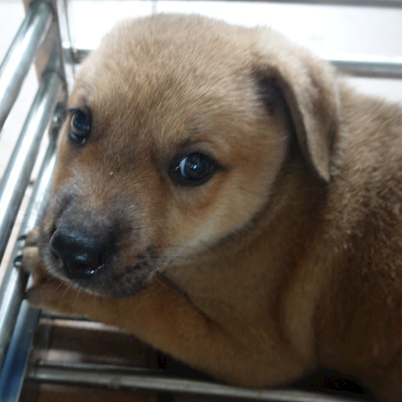 臺南市動物之家灣裡站,編號:408504, 混種犬          