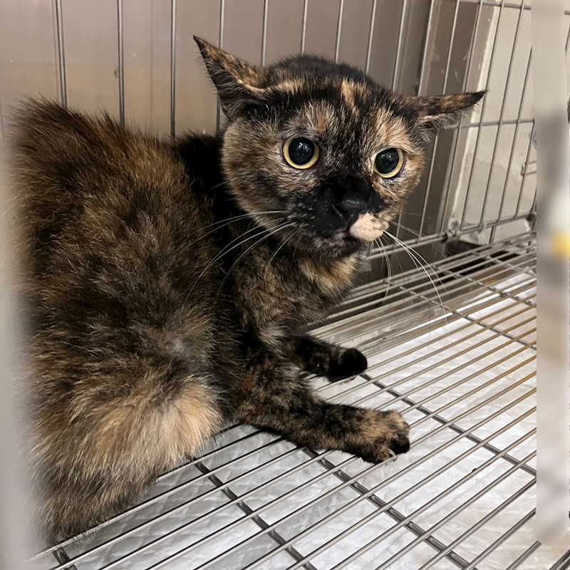 新北市新店區公立動物之家,編號:424979, 混種貓                 