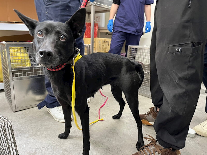 臺北市動物之家,編號:343924, 混種犬          