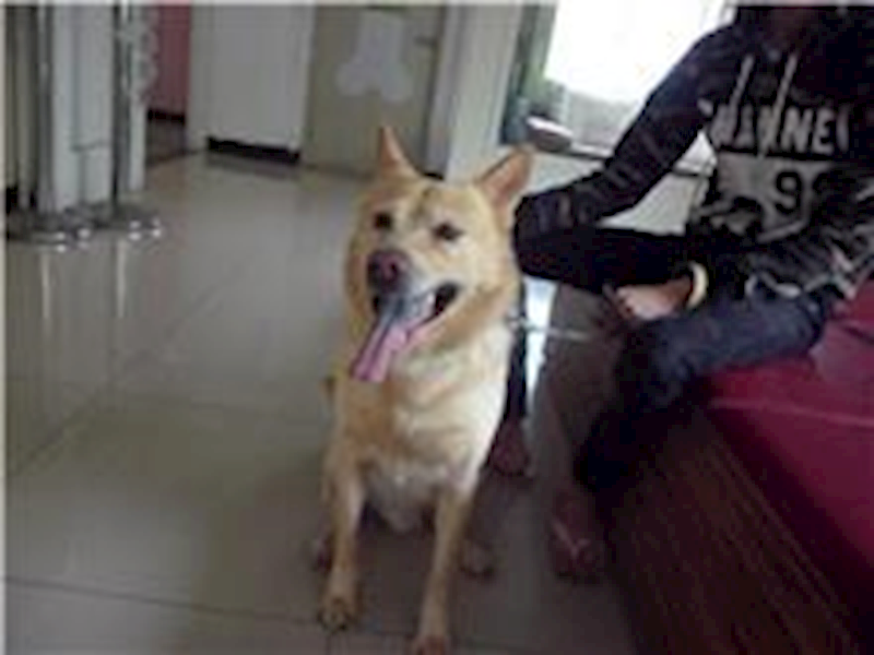 臺北市動物之家,編號:31536, 混種犬          