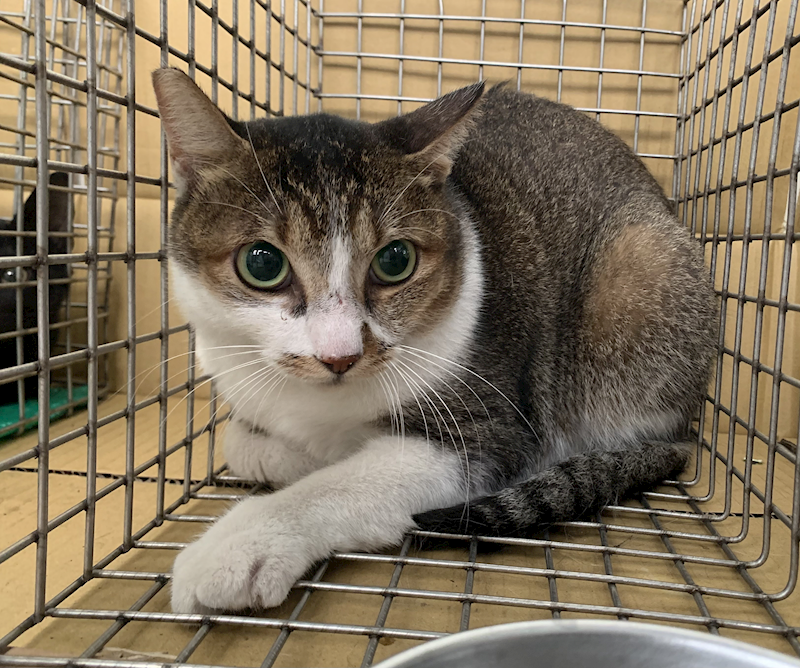 臺北市動物之家,編號:424977, 混種貓                 