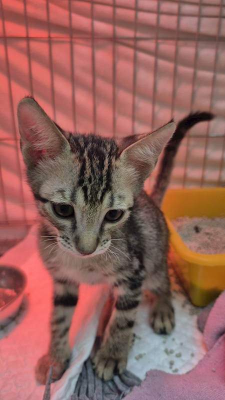 新北市八里區公立動物之家,編號:424742, 混種貓                 