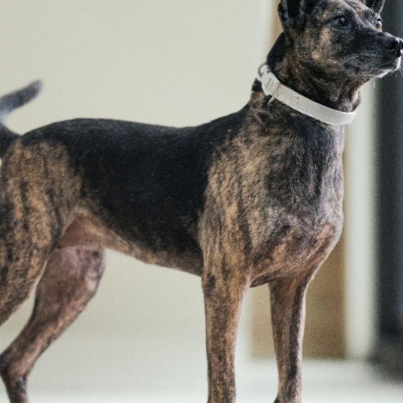 新北市瑞芳區公立動物之家,編號:323450, 混種犬          