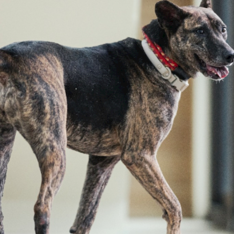 新北市瑞芳區公立動物之家,編號:323451, 混種犬          