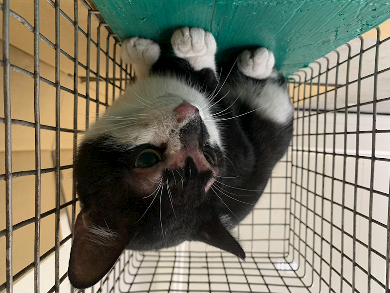 臺北市動物之家,編號:424033, 混種貓                 