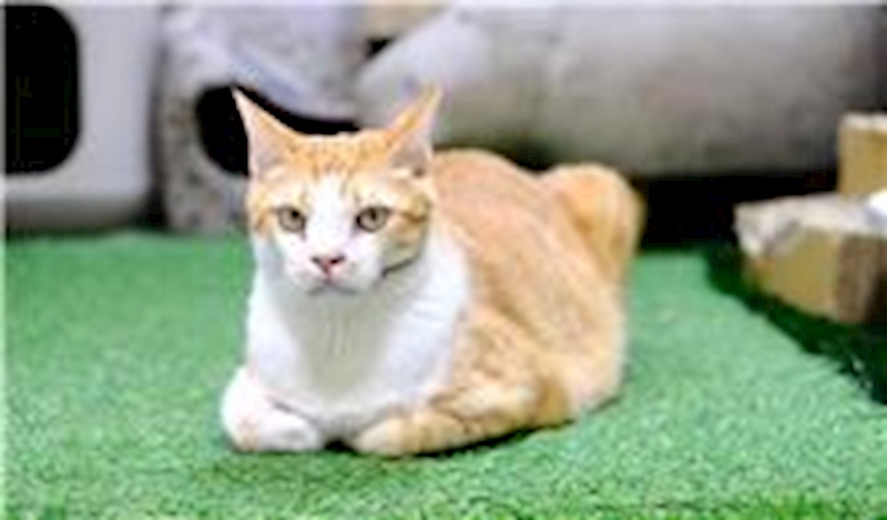 臺南市動物之家灣裡站,編號:170121, 混種貓                 