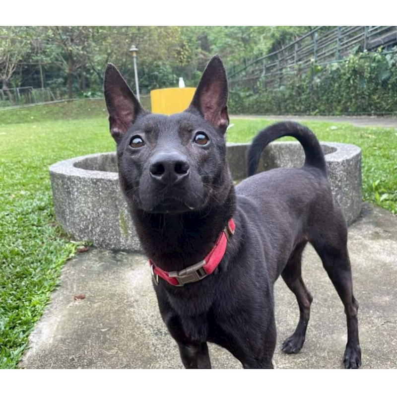 臺北市動物之家,編號:204885, 混種犬          