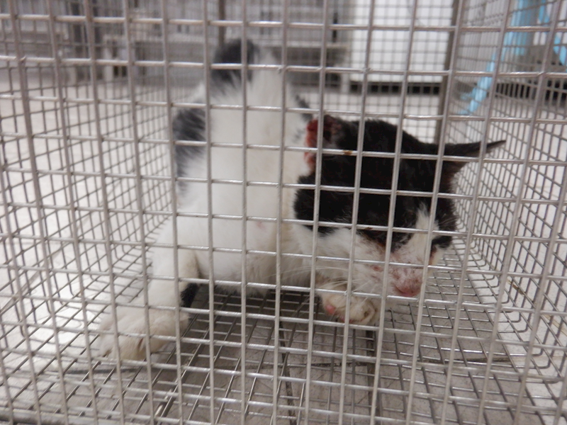 南投縣公立動物收容所,編號:425066, 混種貓                 