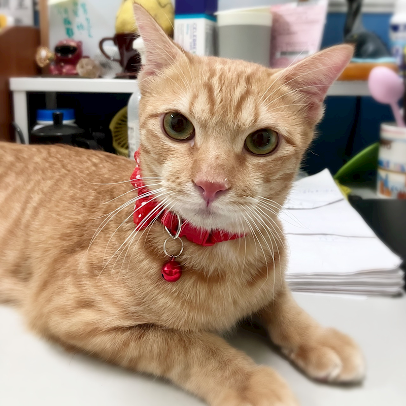 新北市新店區公立動物之家,編號:424988, 混種貓                 