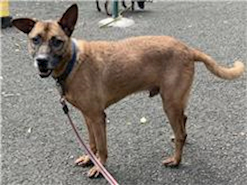 臺北市動物之家,編號:163498, 混種犬          