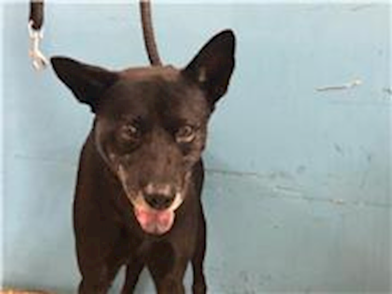 臺北市動物之家,編號:231990, 混種犬          