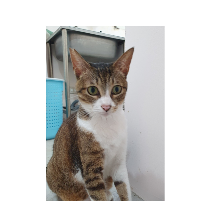 新北市瑞芳區公立動物之家,編號:421913, 混種貓                 