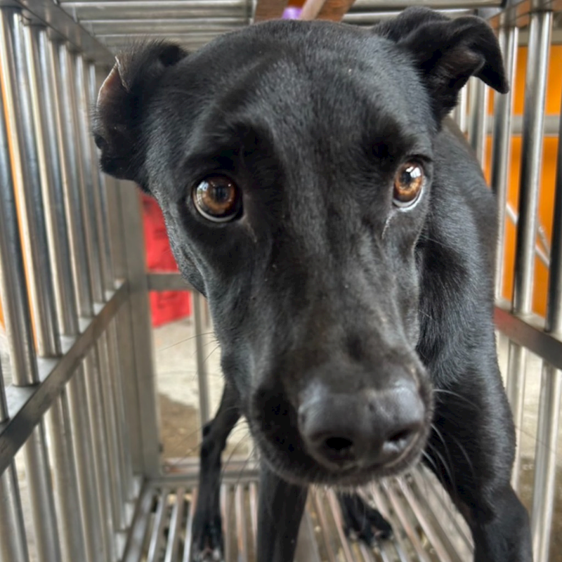 澎湖縣流浪動物收容中心,編號:422995, 混種犬          