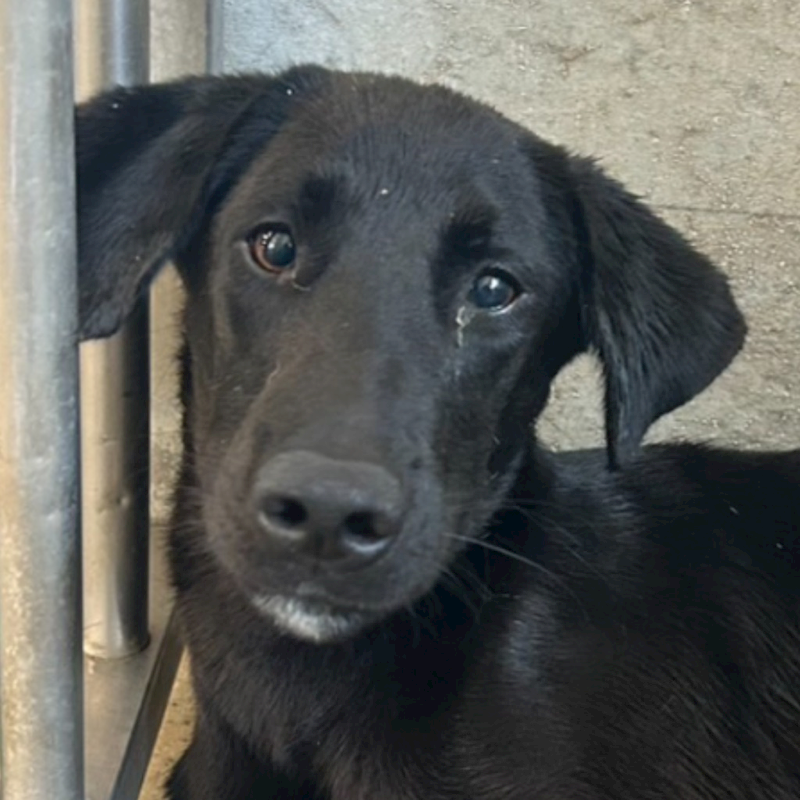 澎湖縣流浪動物收容中心,編號:422112, 混種犬          