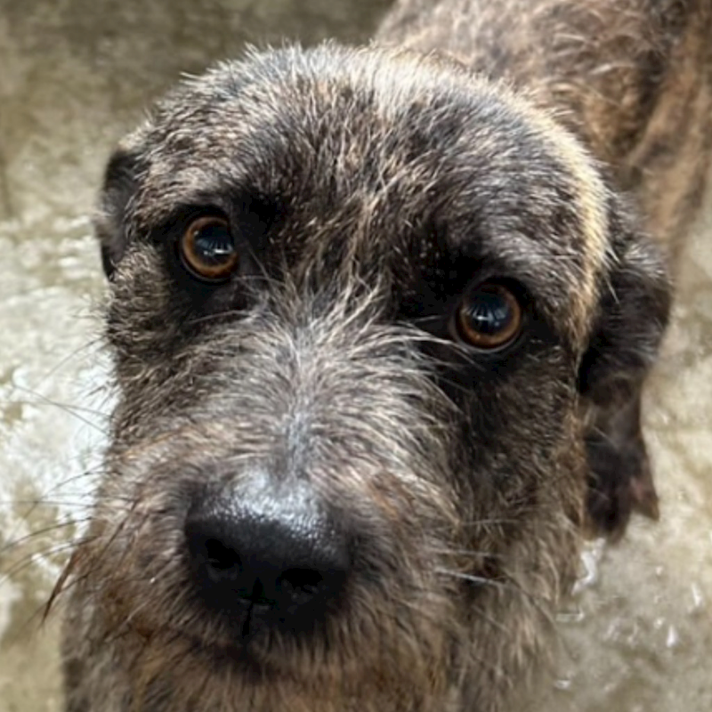 澎湖縣流浪動物收容中心,編號:420271, 混種犬          