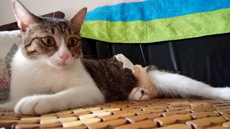 新北市新店區公立動物之家,編號:323077, 混種貓                 