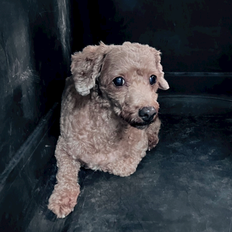 新北市新店區公立動物之家,編號:425081, 混種犬          