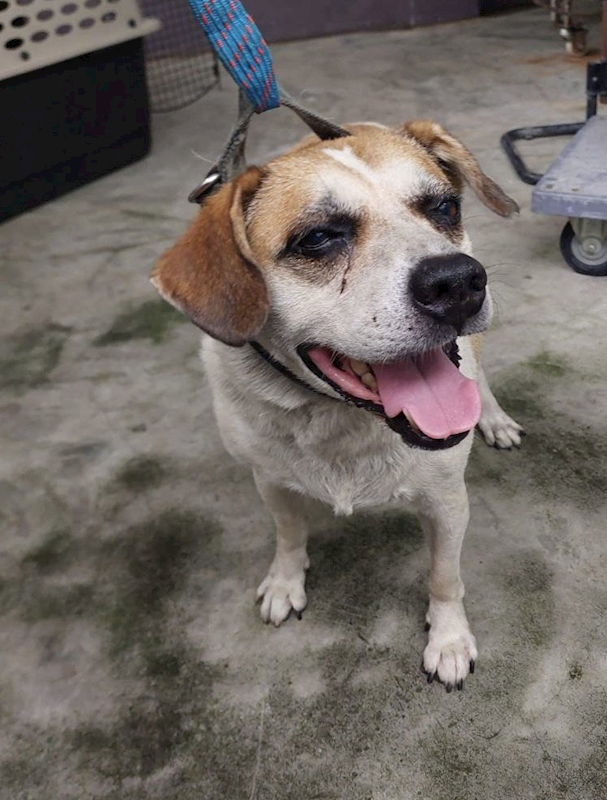 新北市五股區公立動物之家,編號:415055, 混種犬          