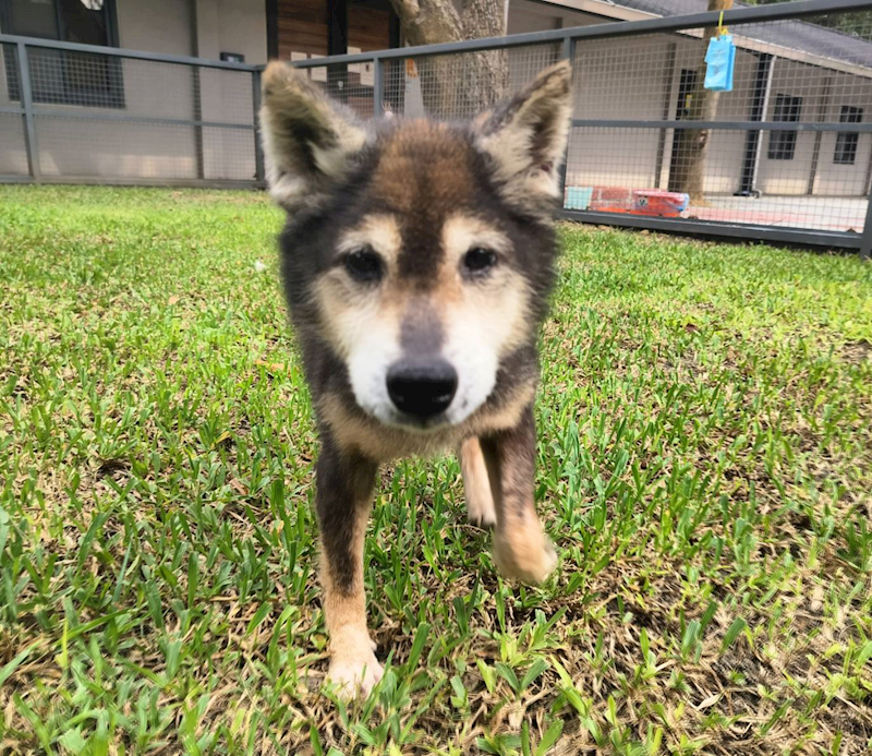 桃園市動物保護教育園區,編號:424910, 混種犬          