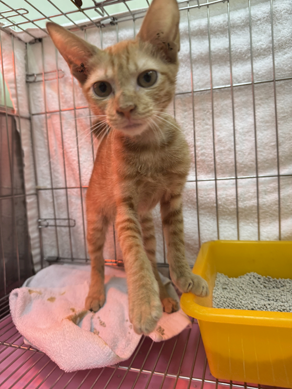 新北市八里區公立動物之家,編號:425299, 混種貓                 