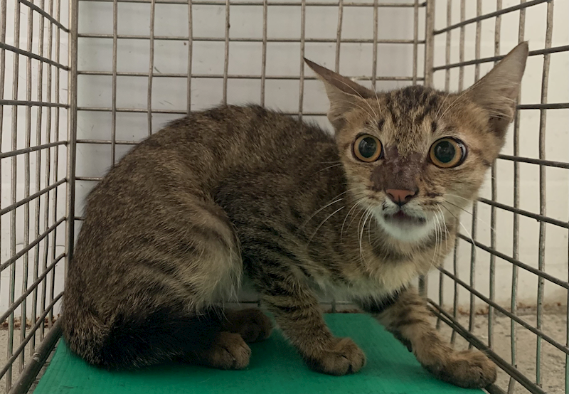 臺北市動物之家,編號:418175, 混種貓                 