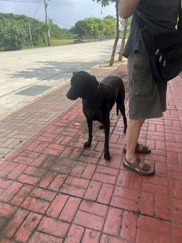 苗栗縣動物保護教育園區,編號:424852, 混種犬          