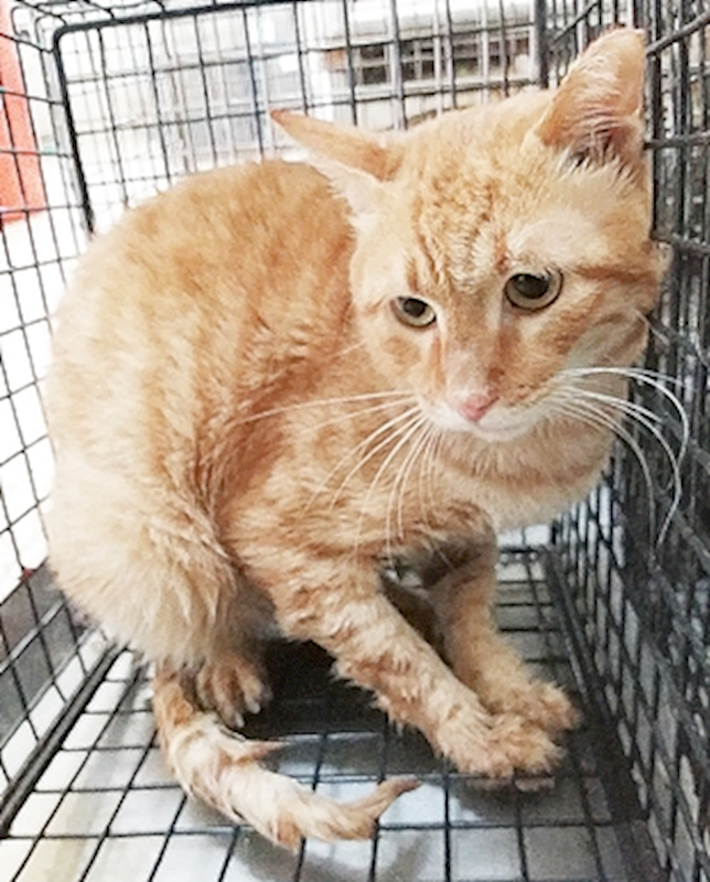 臺中市動物之家后里園區,編號:425297, 混種貓                 