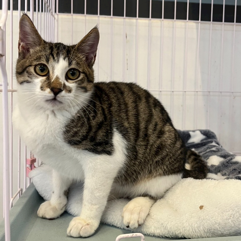 花蓮縣狗貓躍動園區,編號:379656, 混種貓                 