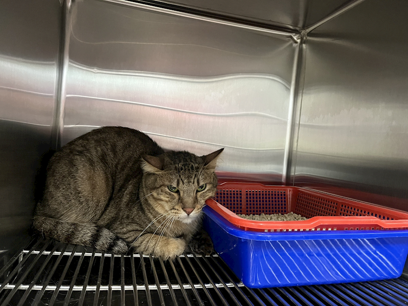 臺北市動物之家,編號:408252, 混種貓                 
