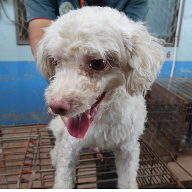 臺南市動物之家灣裡站,編號:418127, 瑪爾濟斯犬           