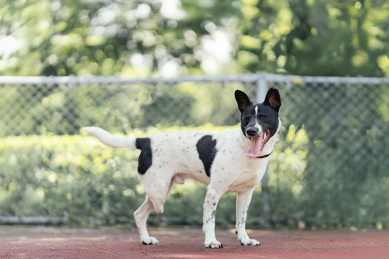 新北市板橋區公立動物之家,編號:421256, 混種犬          