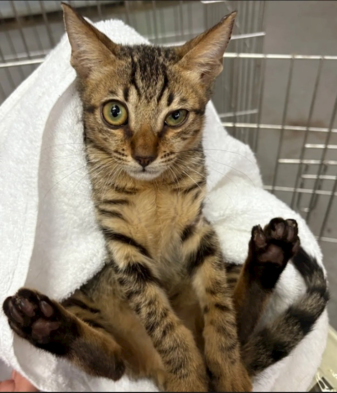 新北市五股區公立動物之家,編號:423883, 混種貓                 