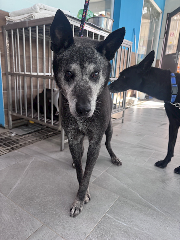 新北市中和區公立動物之家,編號:424360, 混種犬          