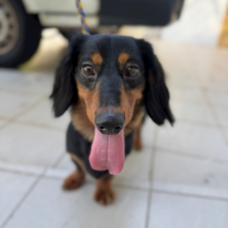 新北市新店區公立動物之家,編號:422789, 臘腸犬