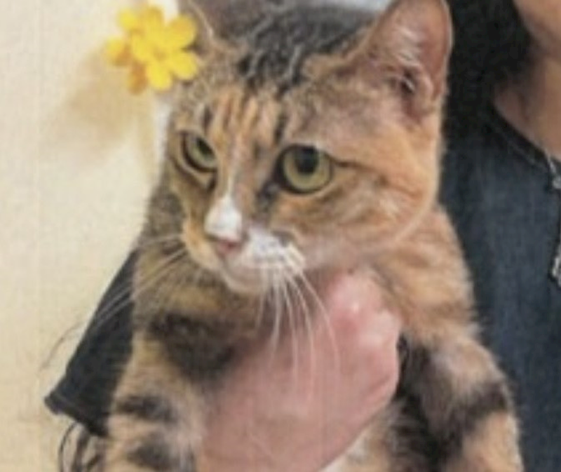 新北市新店區公立動物之家,編號:421454, 混種貓                 