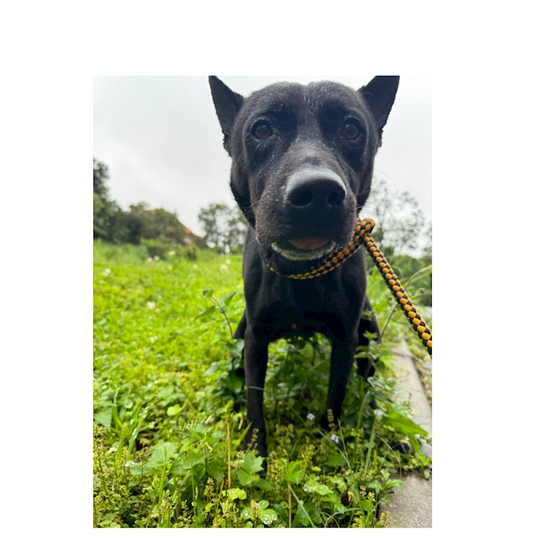 基隆市寵物銀行,編號:381538, 混種犬          