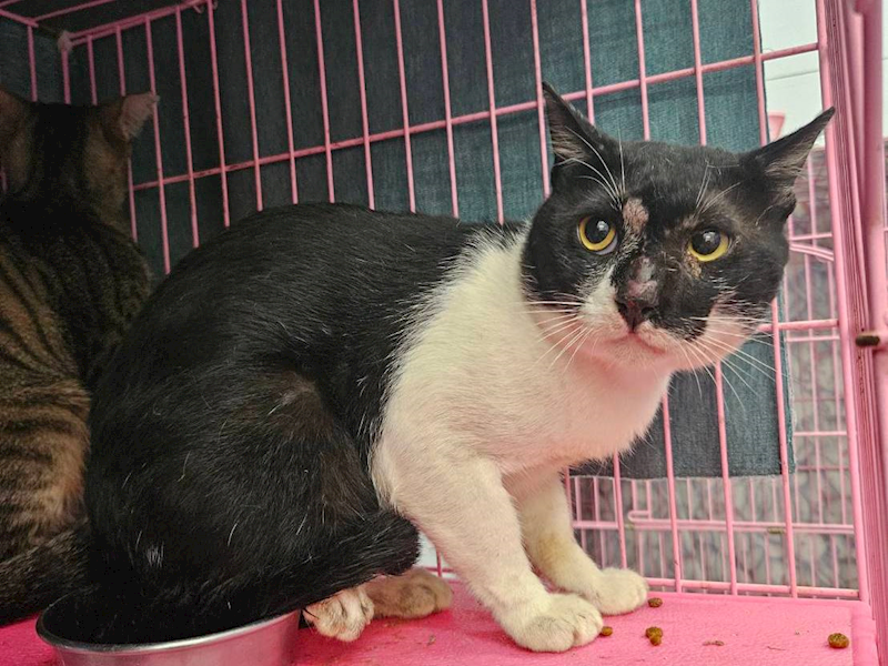 臺北市動物之家,編號:369486, 混種貓                 