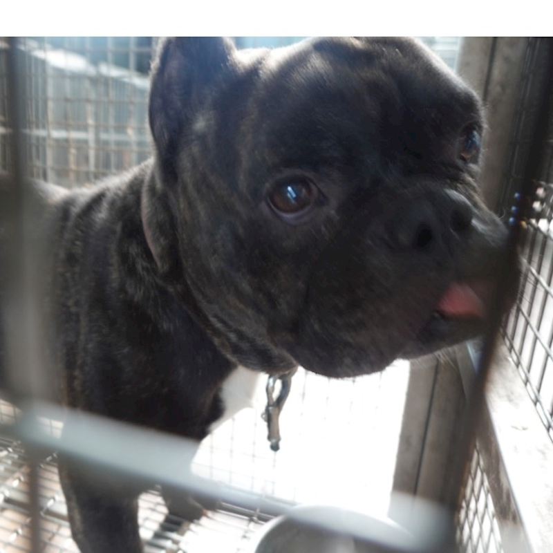 臺南市動物之家灣裡站,編號:424250, 法國鬥牛犬