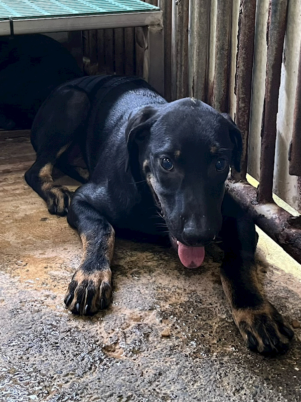 彰化縣流浪狗中途之家,編號:425538, 混種犬          