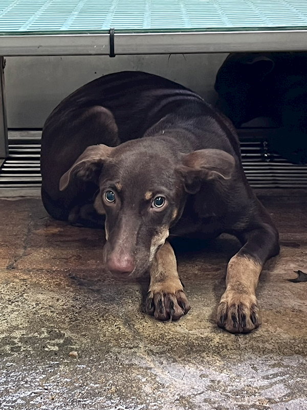 彰化縣流浪狗中途之家,編號:425535, 混種犬          