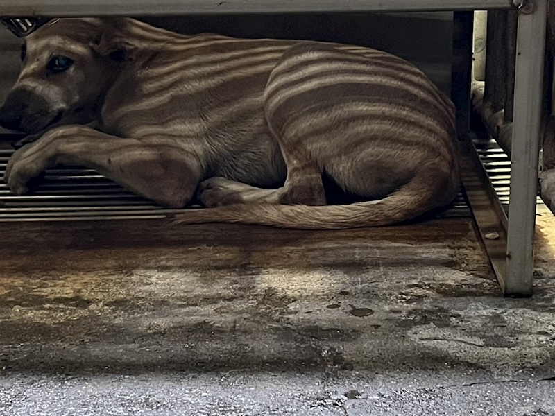 彰化縣流浪狗中途之家,編號:425534, 混種犬          