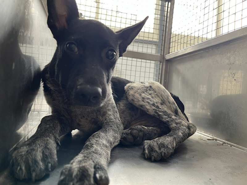 臺北市動物之家,編號:425527, 混種犬          