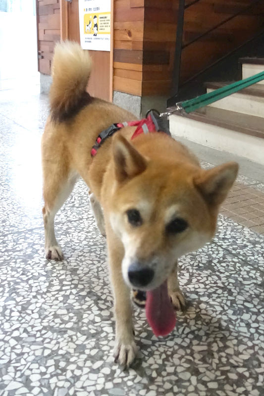 宜蘭縣流浪動物中途之家,編號:415994, 柴犬                  