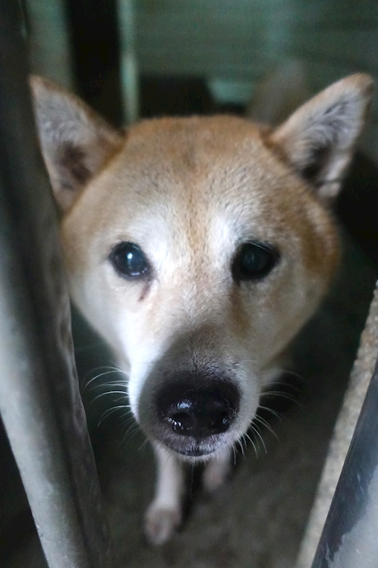 宜蘭縣流浪動物中途之家,編號:415992, 柴犬                  