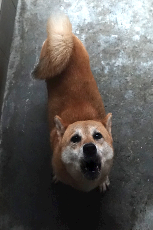 宜蘭縣流浪動物中途之家,編號:415986, 柴犬                  