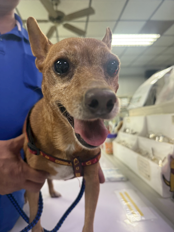 臺南市動物之家善化站,編號:425204, 混種犬          