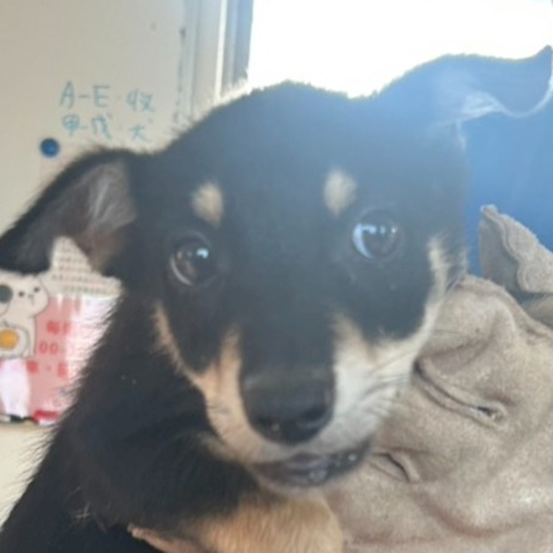 澎湖縣流浪動物收容中心,編號:425472, 混種犬          