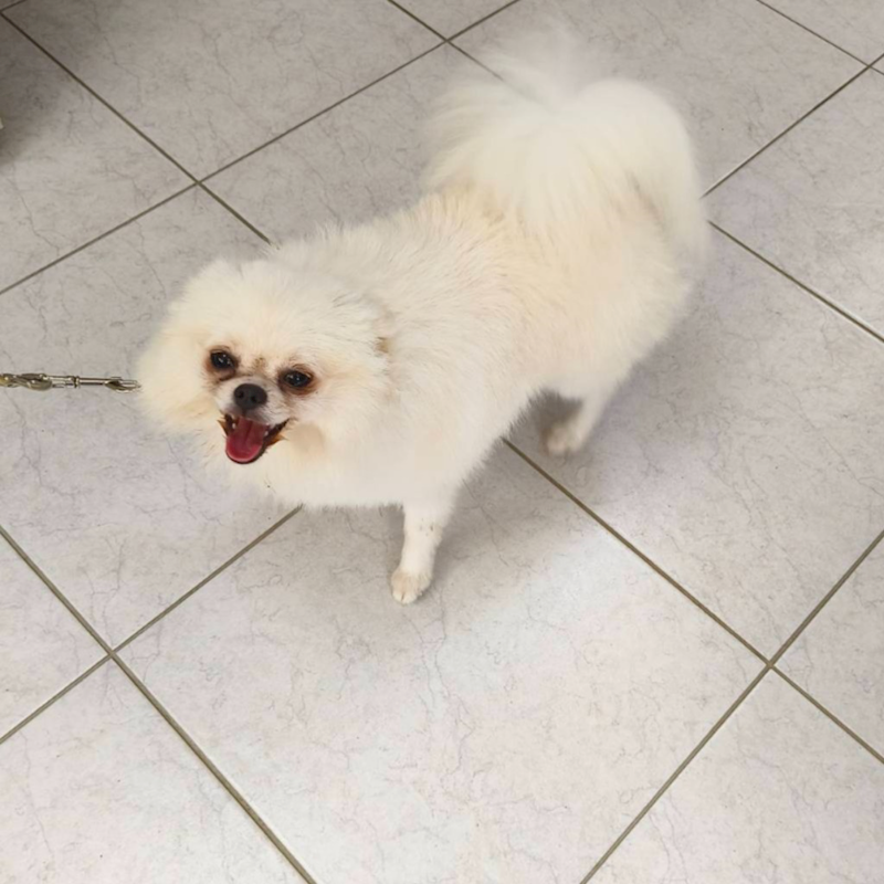 新北市淡水區公立動物之家,編號:420987, 博美犬         