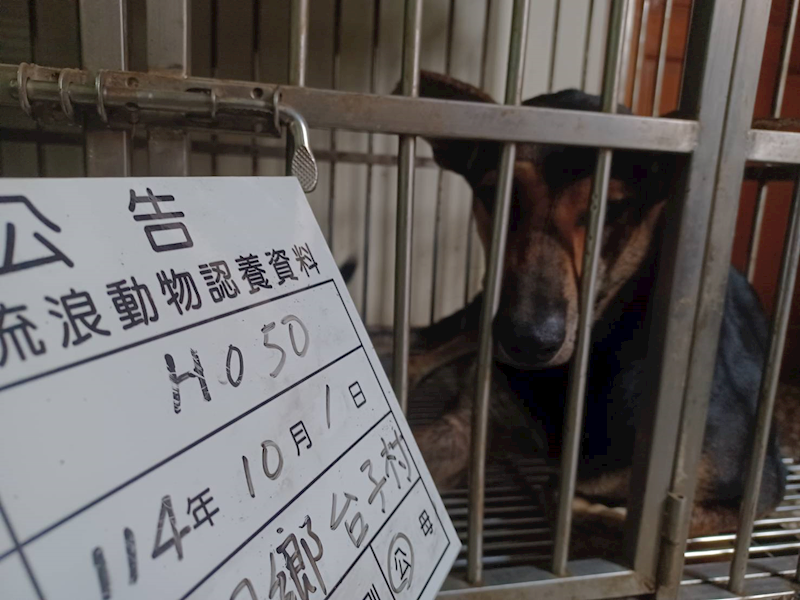 雲林縣流浪動物收容所,編號:425215, 混種犬          